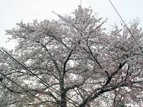 Sakura 00